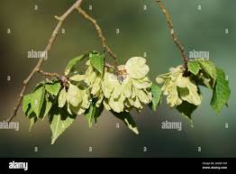 Attēlu rezultāti vaicājumam “Ulmus laevis”