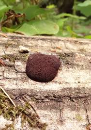 Attēlu rezultāti vaicājumam “Reticularia jurana spores”