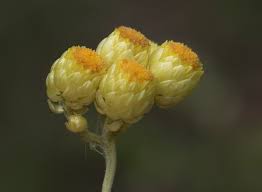 Attēlu rezultāti vaicājumam “Helichrysum arenarium bud”
