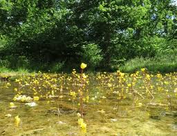 Attēlu rezultāti vaicājumam “Utricularia vulgaris”