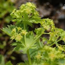 Attēlu rezultāti vaicājumam “Alchemilla subcrenata”