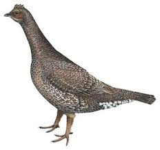 Attēlu rezultāti vaicājumam “Adoxus obscurus”