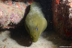 Image result for Gymnothorax funebris