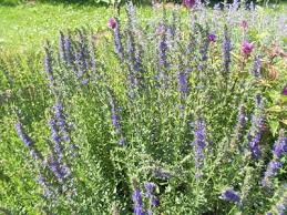 Attēlu rezultāti vaicājumam “Hyssopus officinalis”