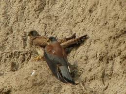 Attēlu rezultāti vaicājumam “Chlidonias hybrida adult”