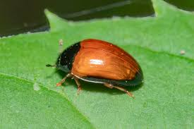 Attēlu rezultāti vaicājumam “Tritomaria exsecta macro”