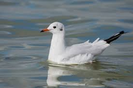 Image result for Chroicocephalus ridibundus