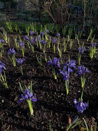 Attēlu rezultāti vaicājumam “Iris reticulata flower”
