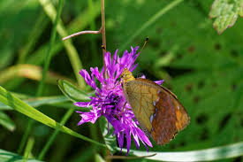 Attēlu rezultāti vaicājumam “Argynnis laodice male”