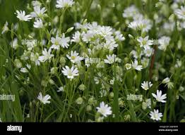 Attēlu rezultāti vaicājumam “Stellaria palustris flower”