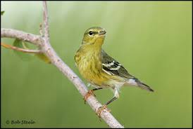 Image result for Dendroica striata