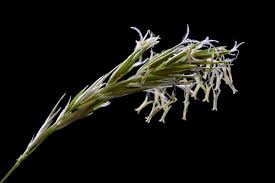 Attēlu rezultāti vaicājumam “Anthoxanthum odoratum”