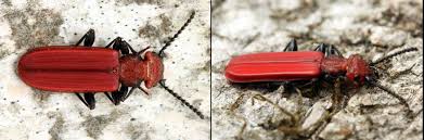 Attēlu rezultāti vaicājumam “Cucujus cinnaberinus”