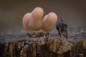 Attēlu rezultāti vaicājumam “Arcyria minuta stalked”