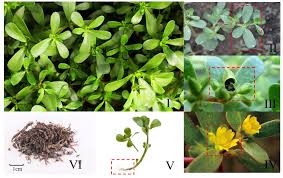 Attēlu rezultāti vaicājumam “Portulaca oleracea leaf”