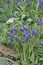 Attēlu rezultāti vaicājumam “Muscari neglectum”