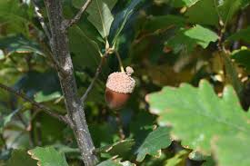 Attēlu rezultāti vaicājumam “Quercus robur Fastigiata leaf”