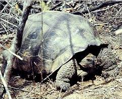 Attēlu rezultāti vaicājumam “Licea chelonoides macro”