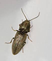 Attēlu rezultāti vaicājumam “Cardiophorus ruficollis”