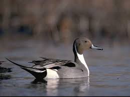 Image result for Anas acuta