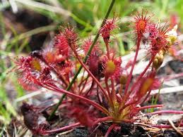 Attēlu rezultāti vaicājumam “Drosera intermedia”