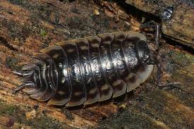 Attēlu rezultāti vaicājumam “Oniscus asellus”