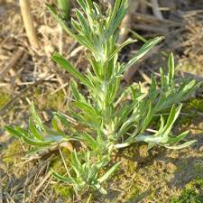 Attēlu rezultāti vaicājumam “Gnaphalium uliginosum leaf”