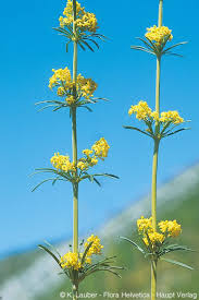 Attēlu rezultāti vaicājumam “Galium verum leaf”