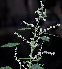 Attēlu rezultāti vaicājumam “Chenopodium polyspermum var. acutifolium flower”