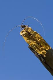 Attēlu rezultāti vaicājumam “Acanthocinus aedilis”