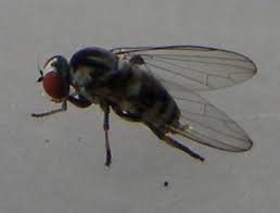 Attēlu rezultāti vaicājumam “Platypezidae”