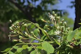 Attēlu rezultāti vaicājumam “Gymnocladus dioicus”