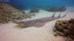 Image result for Glaucostegus cemiculus