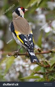 Attēlu rezultāti vaicājumam “Carduelis carduelis adult”