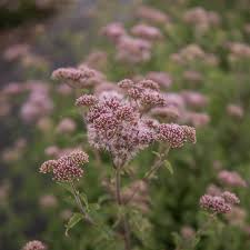 Image result for Eupatorium cannabinum