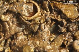 Attēlu rezultāti vaicājumam “Melanohalea olivacea”