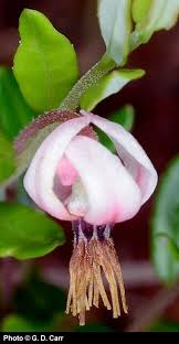 Attēlu rezultāti vaicājumam “Oxycoccus microcarpus”