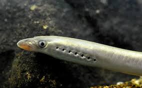 Image result for Lampetra fluviatilis