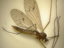 Attēlu rezultāti vaicājumam “Trichocera regelationis”