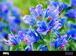 Attēlu rezultāti vaicājumam “Echium vulgare bud”