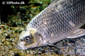 Image result for Cyprinus rubrofuscus