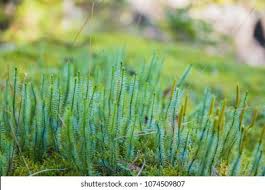 Attēlu rezultāti vaicājumam “Polytrichum commune var. perigoniale”
