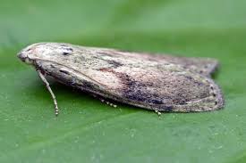 Attēlu rezultāti vaicājumam “Aphomia sociella female”