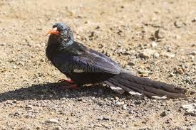 Image result for hoepoe