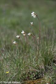 Attēlu rezultāti vaicājumam “Saxifraga granulata”