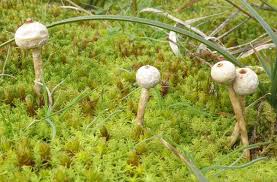 Attēlu rezultāti vaicājumam “Tulostoma fimbriatum”