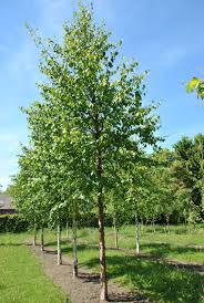 Attēlu rezultāti vaicājumam “Betula papyrifera”