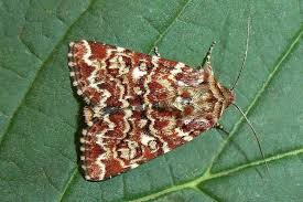 Attēlu rezultāti vaicājumam “Anarta myrtilli larva”