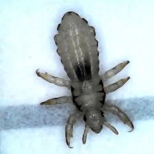 Attēlu rezultāti vaicājumam “Phthiraptera”