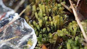 Attēlu rezultāti vaicājumam “Sphagnum warnstorfii”